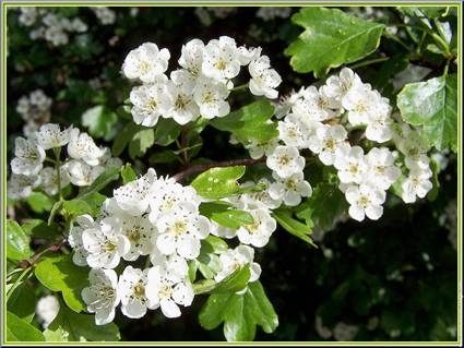 galagonya_crataegus_oxyacantha_1.jpg