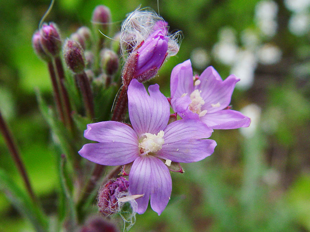 kisviragu_fuzike_epilobium_parviflorum-viltige_basterdwederik01.jpg