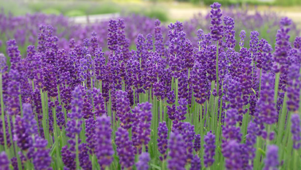 lavender-closeup-l.jpg