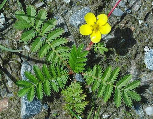 libapimpo_potentilla_anserina.jpg