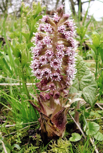 n2_1_nyree_fearnley_petasites_hybridus_butterbur.jpg