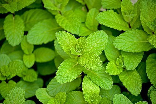 peppermint-mentha-piperita.jpg