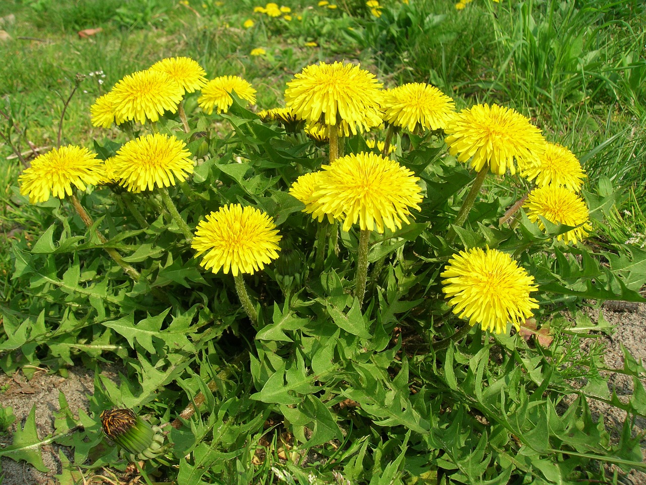 pitypang_dandelion-picture.jpg