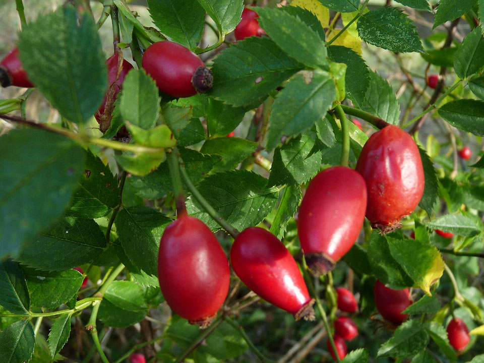 rosehips-11-10-091.jpg