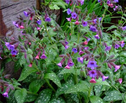 tudofu_pulmonaria_officinalis.jpg