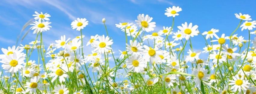 wallpaper-facebook-cover-camomile-flowers.jpg