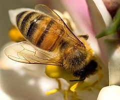 240px-Bees-wings.web.jpg