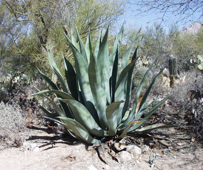 Agave_weberiiLarge.jpg