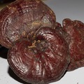 A gyógynövények királya - a Ganoderma gomba