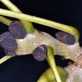 Magas kőris (Fraxinus excelsior) ágkeresztmetszet szöveti felépítése