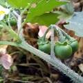 Fekete csucsor (Solanum nigrum) szár szövettani szerkezete