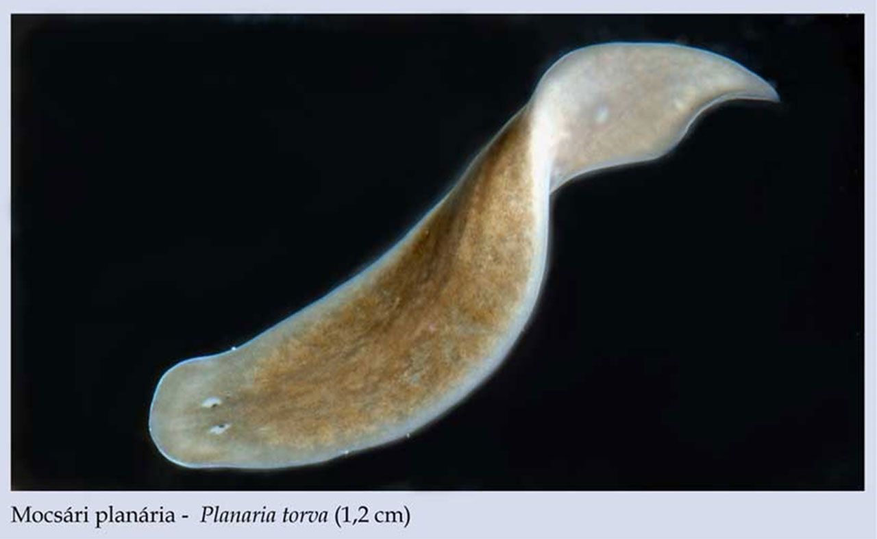 Laposférgek (Platyhelminthes)