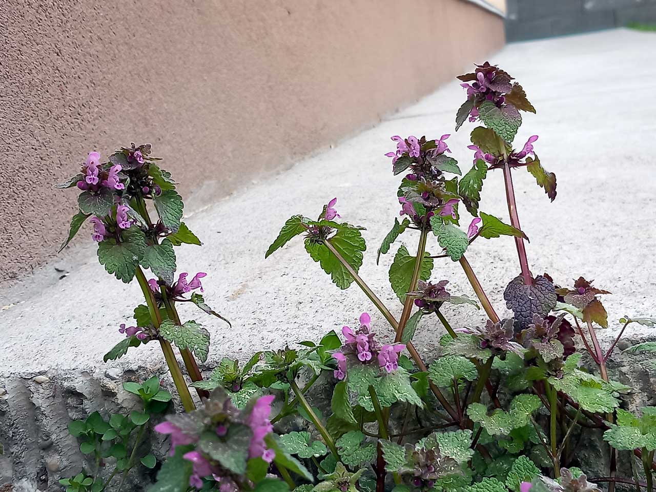 Piros árvacsalán (Lamium purpureum) szárának szöveti felépítése