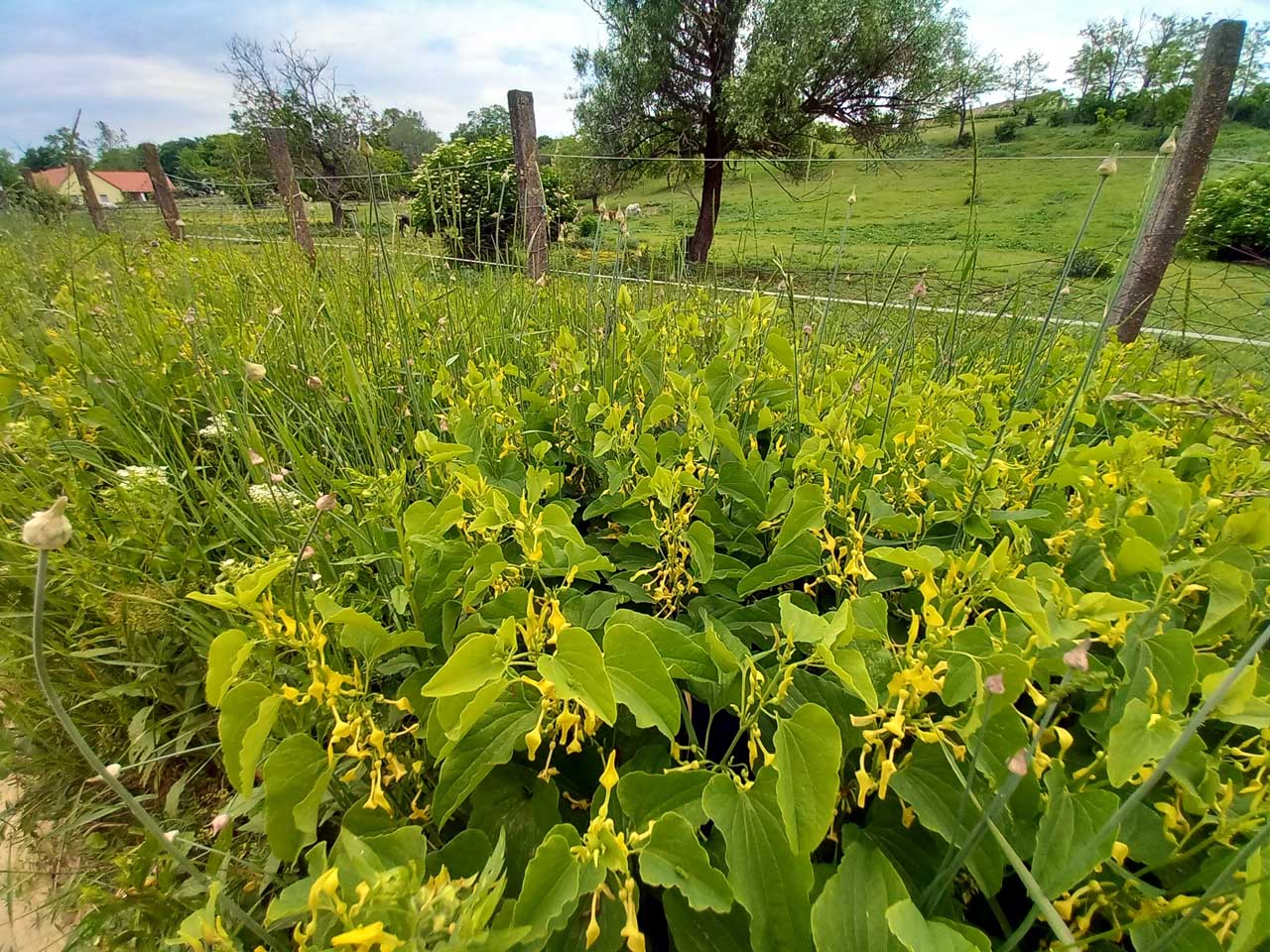 Farkasalma (Aristolochia clematitis) liánszárának szöveti felépítése