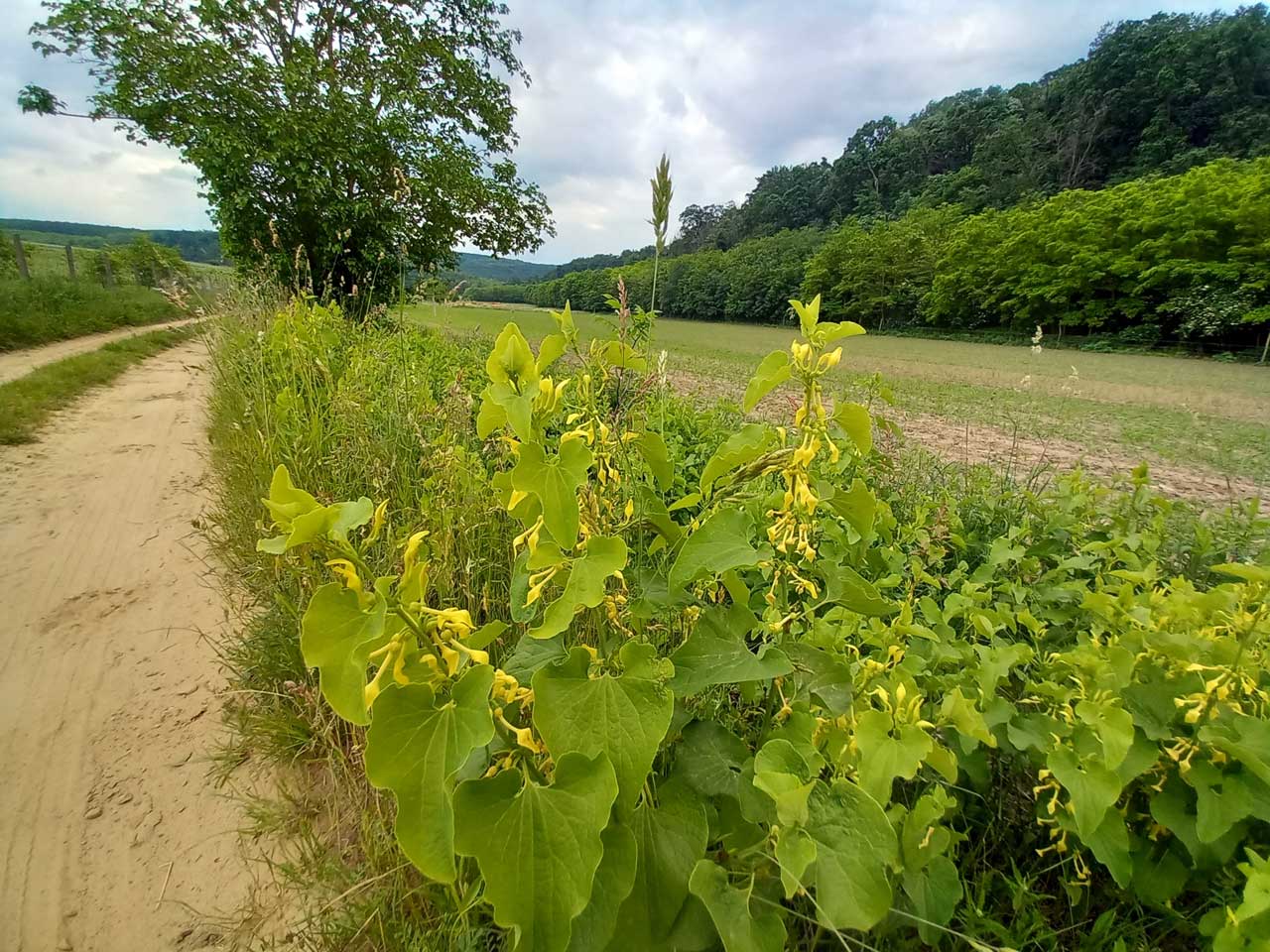 Farkasalma (Aristolochia clematitis) gyökér szövettani vizsgálata