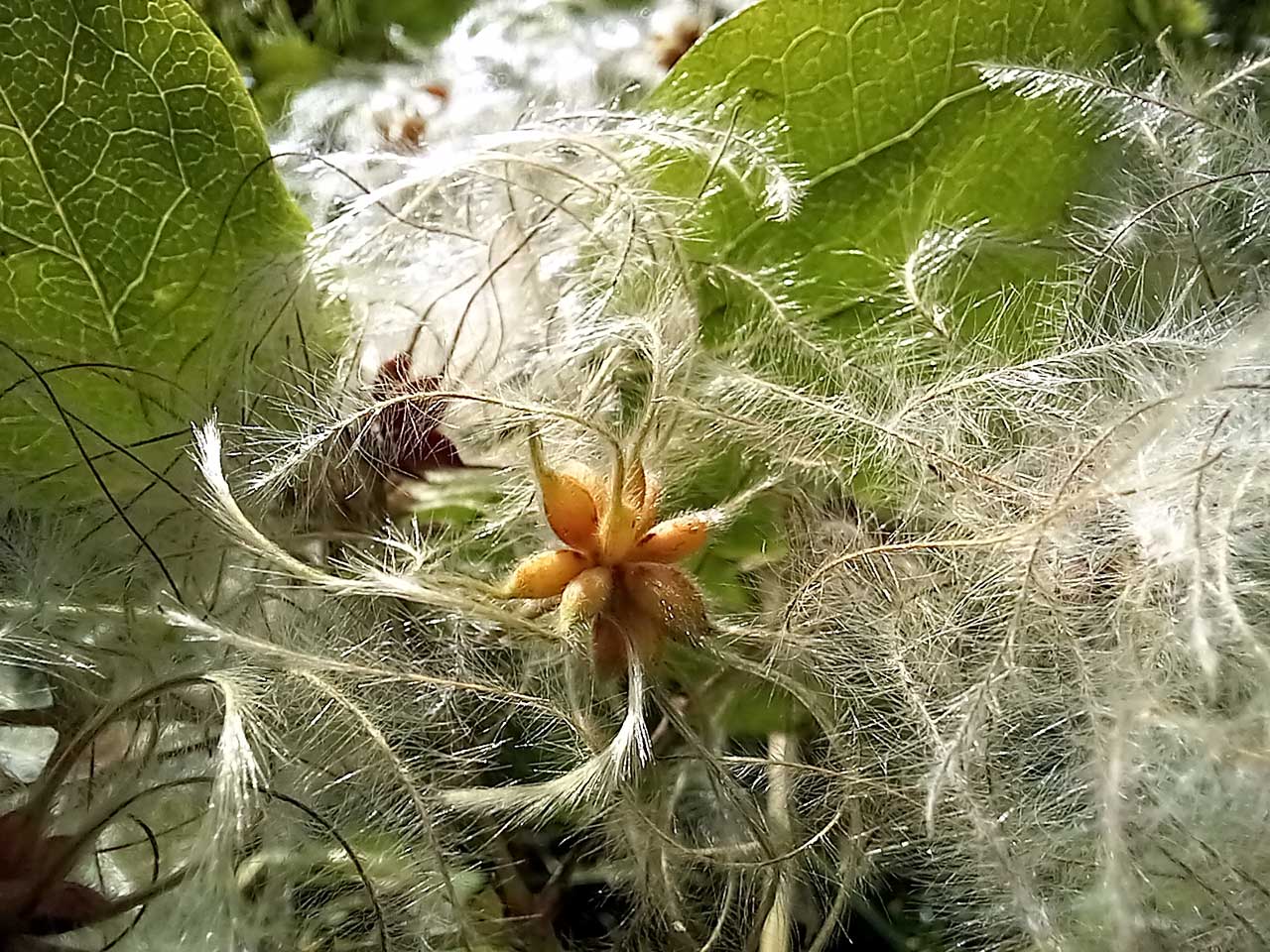 Erdei iszalag (Clematis vitalba) másodlagosan vastagodó liánszárának szöveti felépítése