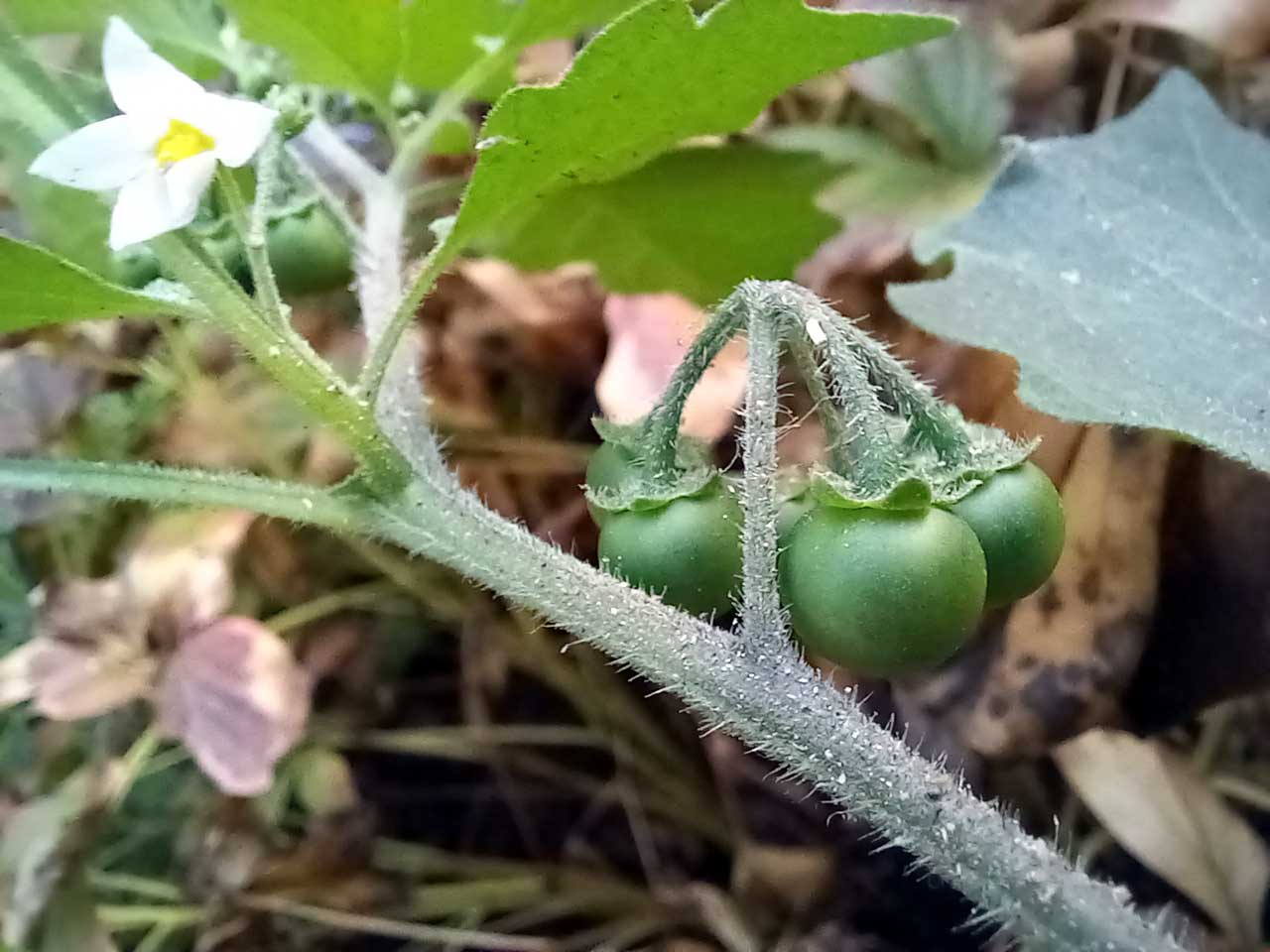 Fekete csucsor (Solanum nigrum) szár szövettani szerkezete