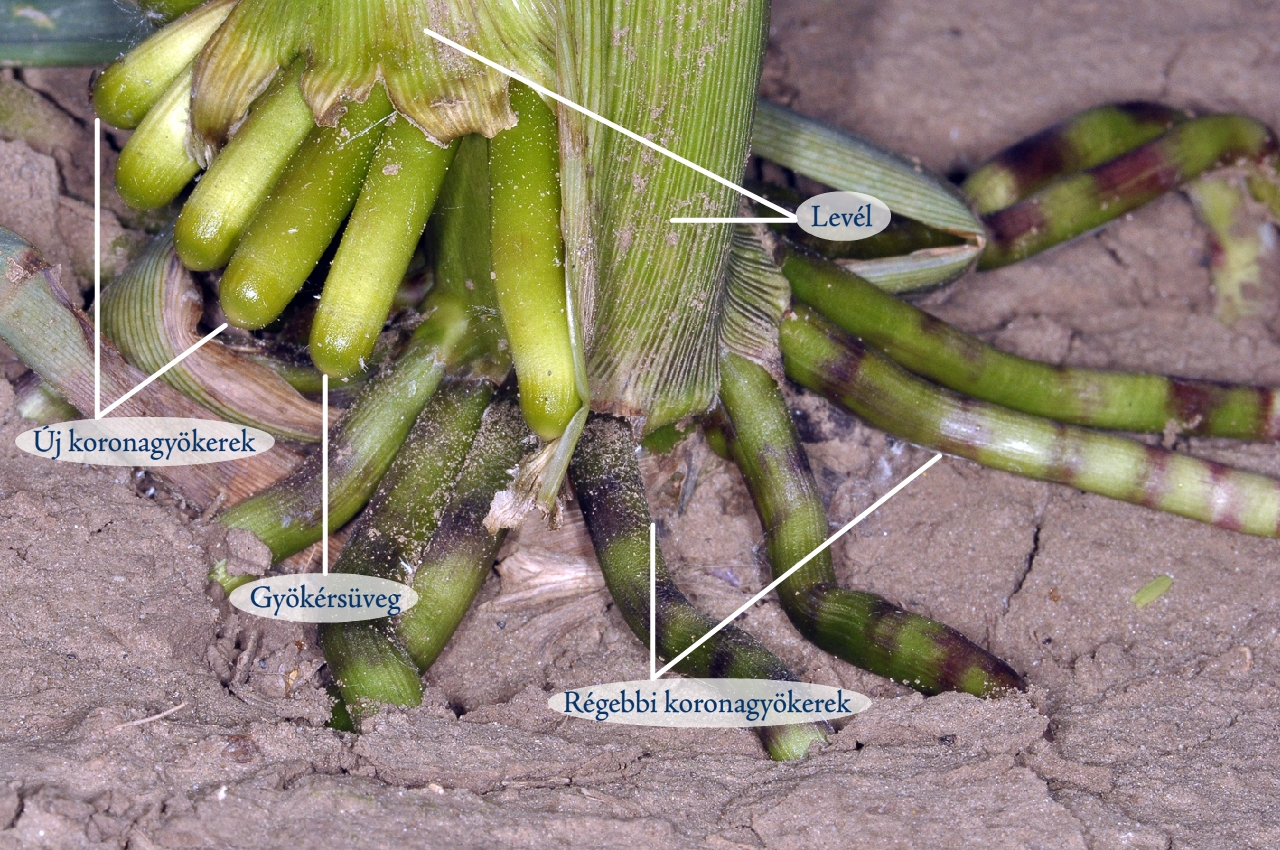 Kukorica (Zea mays) pányvázó gyökér szövettani vizsgálata