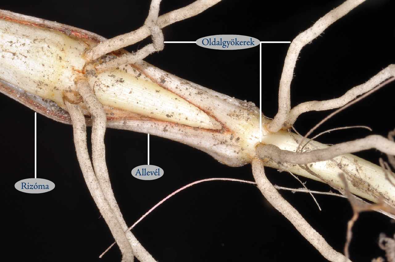 Májusi gyöngyvirág (Convallaria majalis) gyöktörzs szöveti felépítése