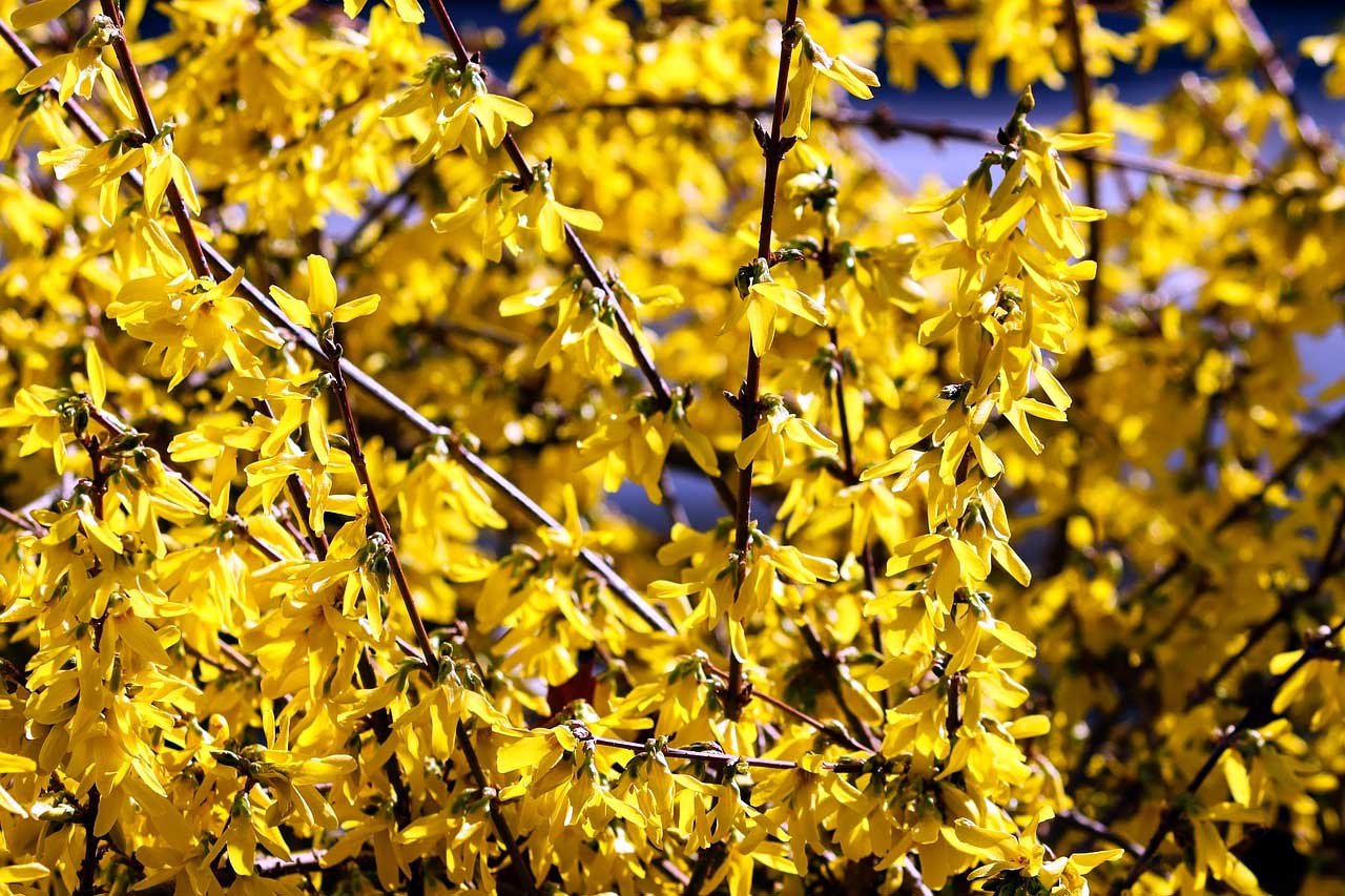 Aranyfa (Forsythia) szárának szöveti szerveződése