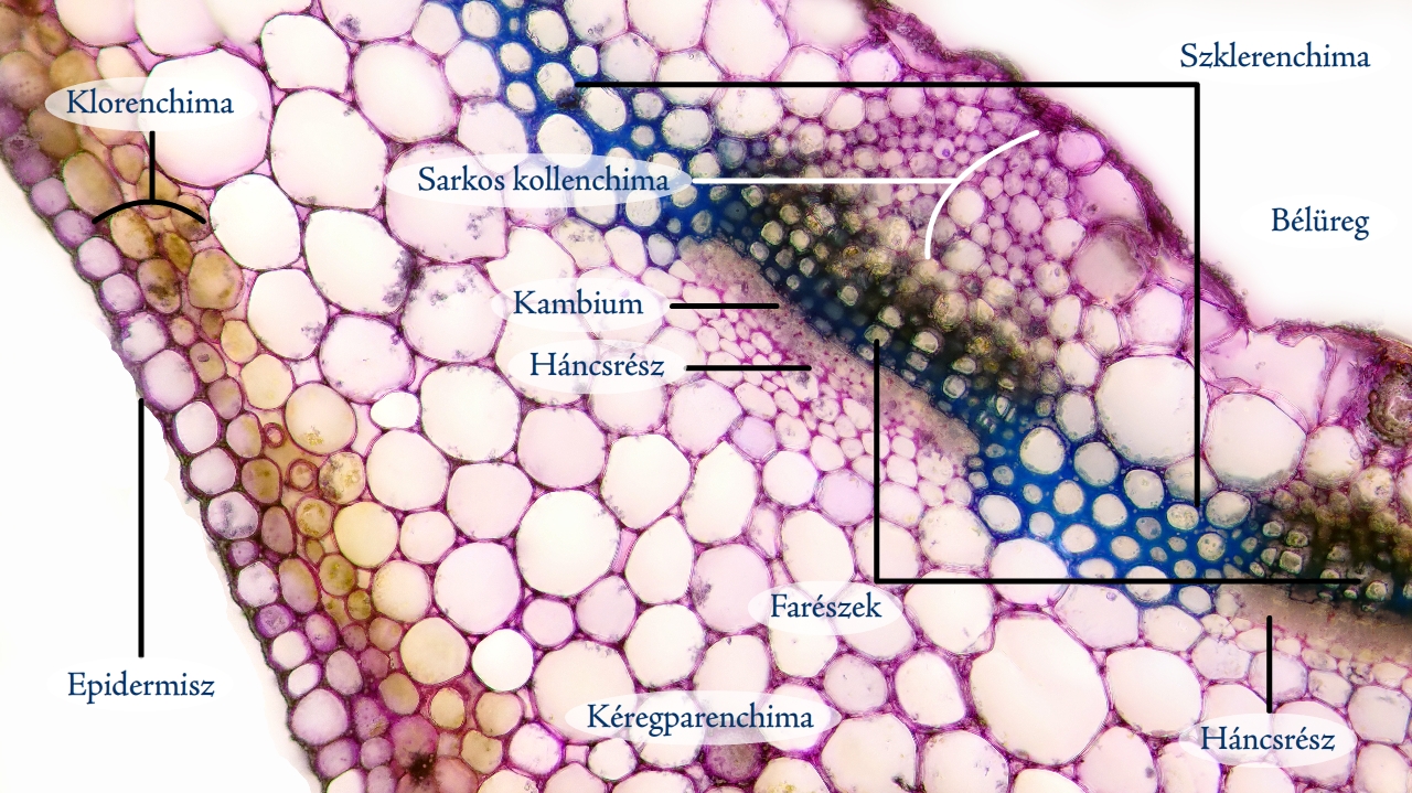 arva1c.jpg