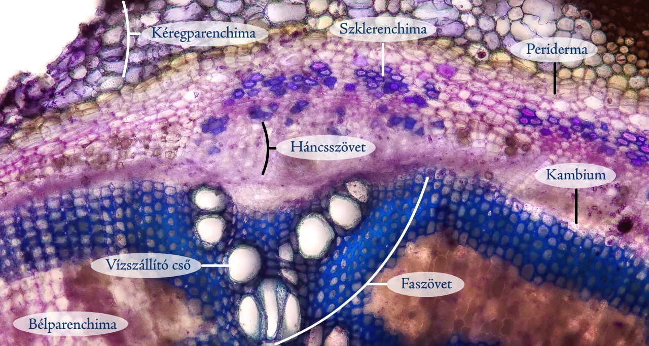 csalan11c.jpg