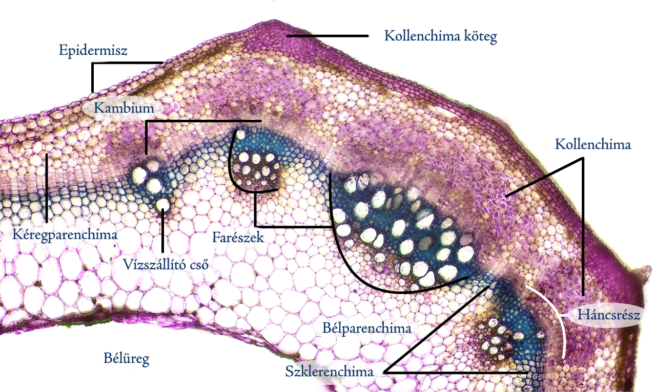 csalan2c.jpg