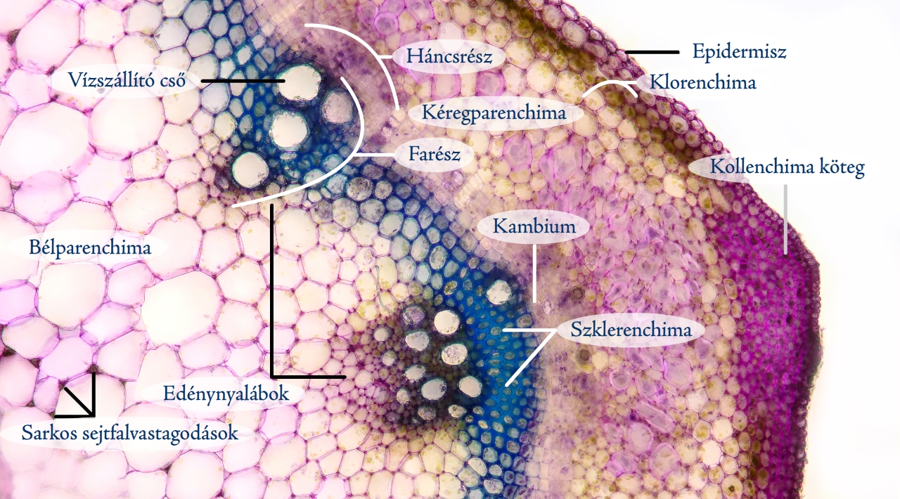 csalan5c.jpg