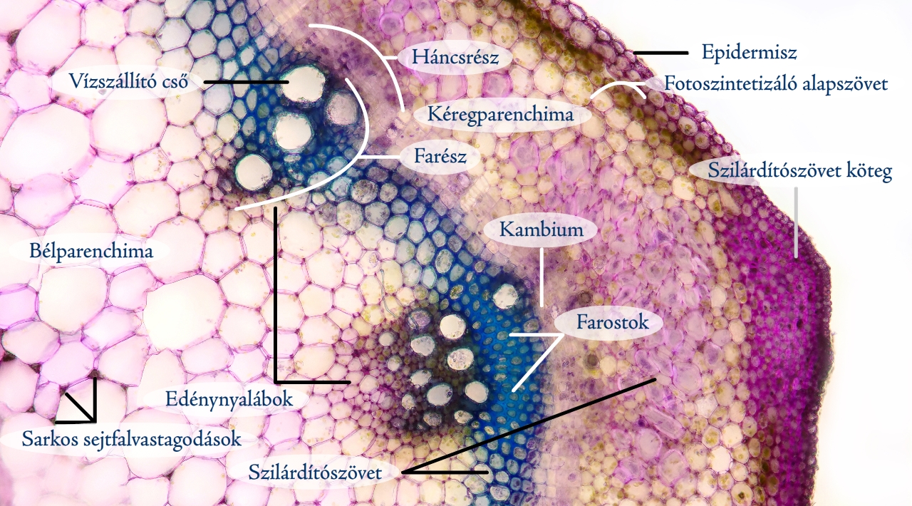 csalan5j.jpg