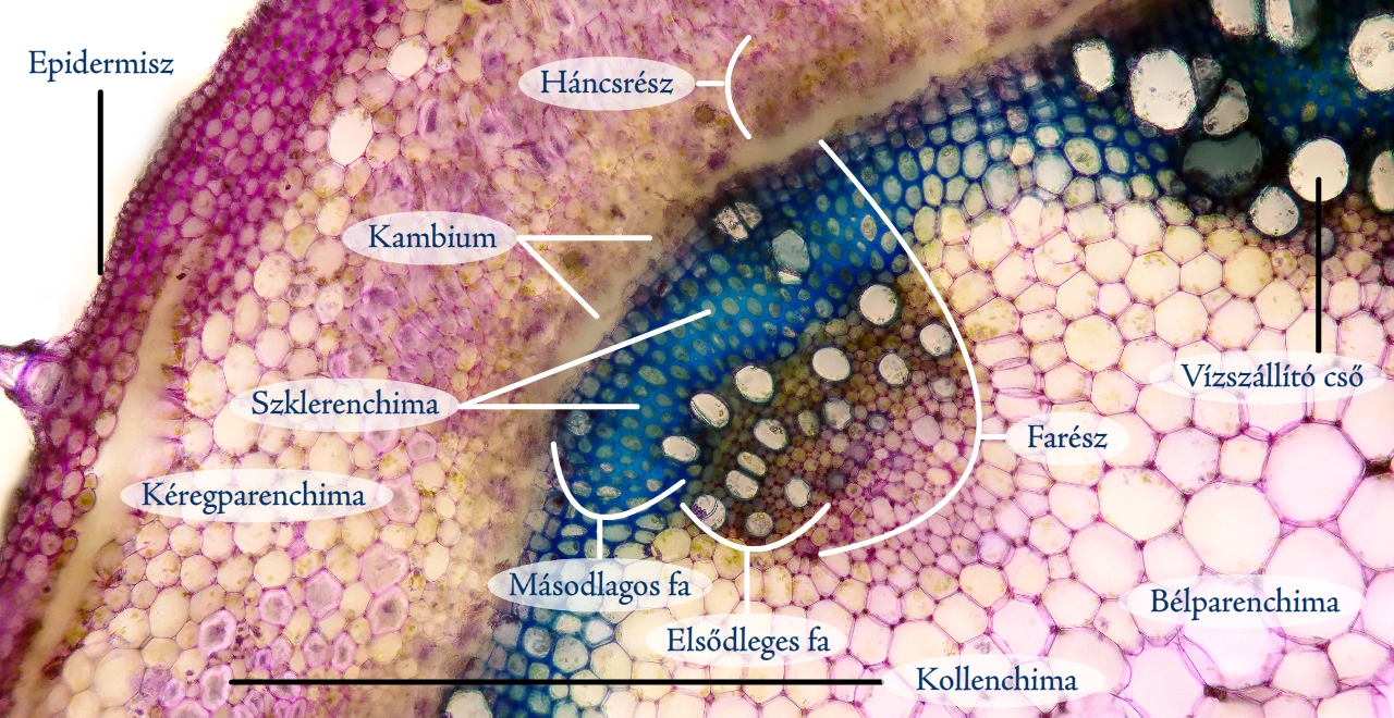 csalan6c.jpg