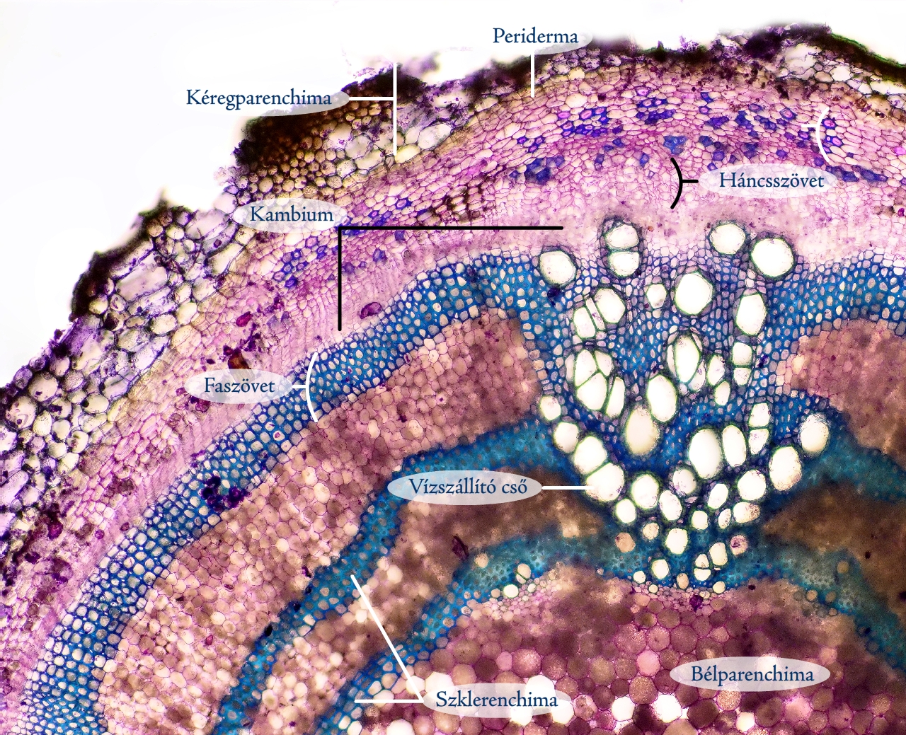 csalan8c.jpg