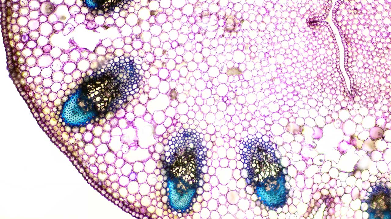 Májusi gyöngyvirág (Convallaria majalis) hajtás szöveti felépítése
