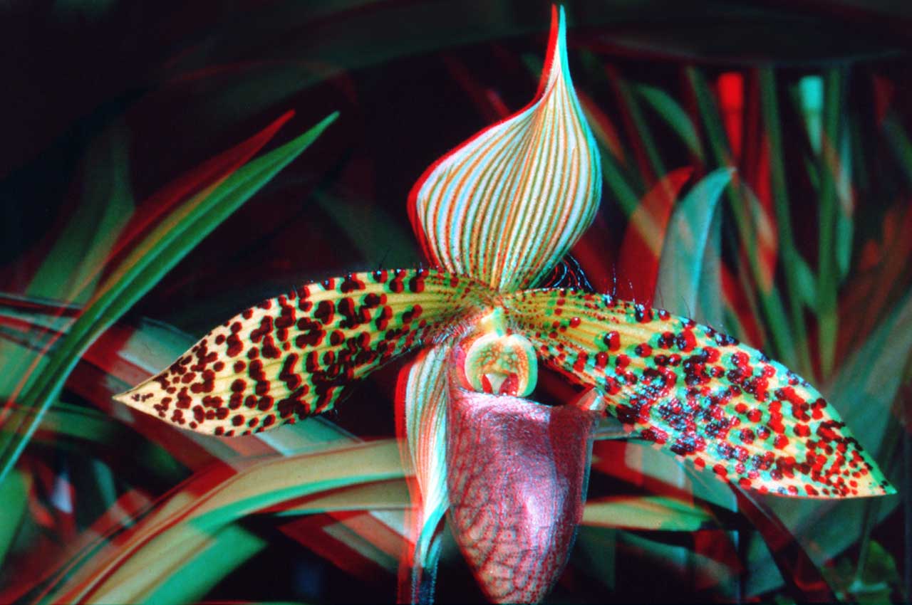 orchid2.jpg