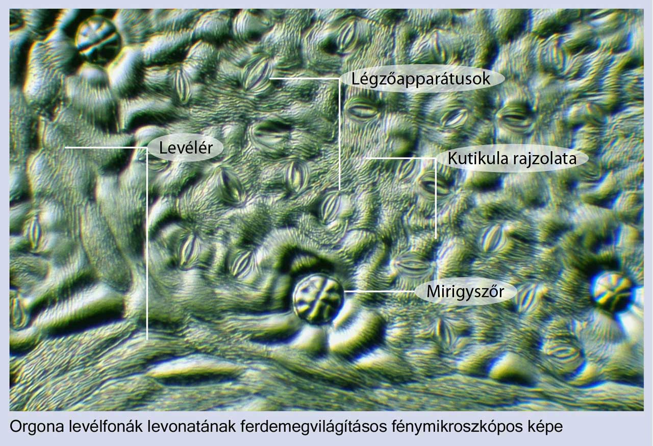 Növényi epidermisz levonatok vizsgálata