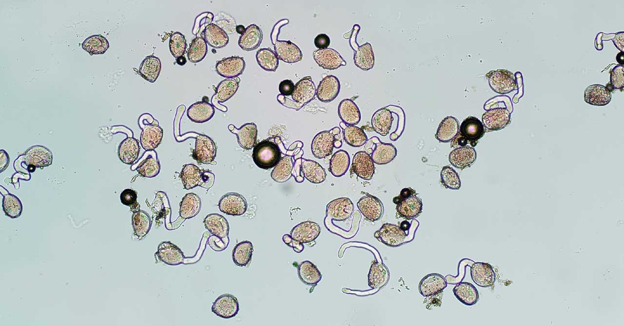 pollen5.jpg