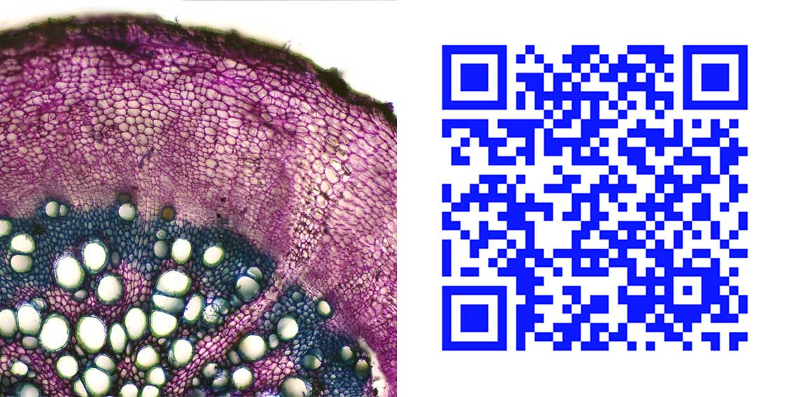 qr11.jpg