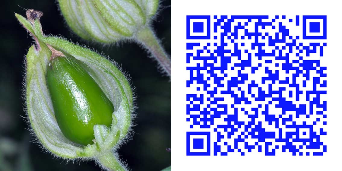 qr13.jpg