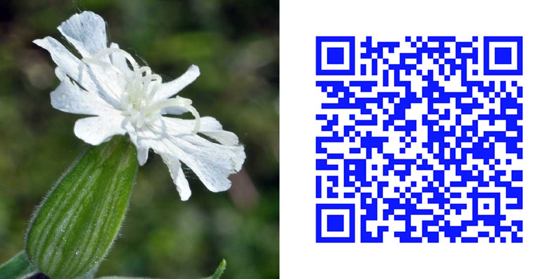 qr3_4.jpg