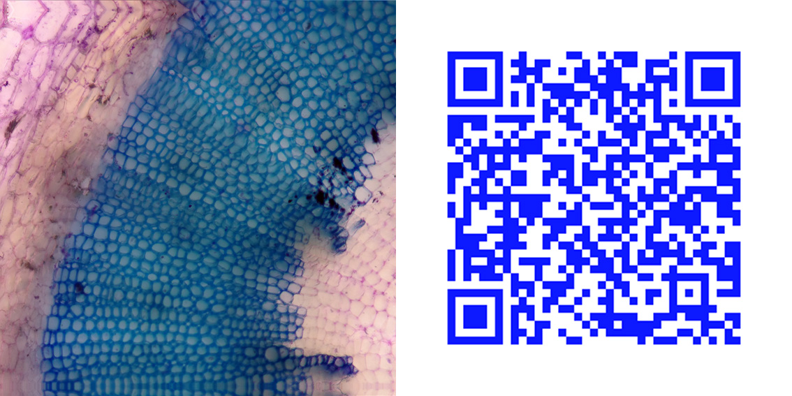 qr4_2.jpg