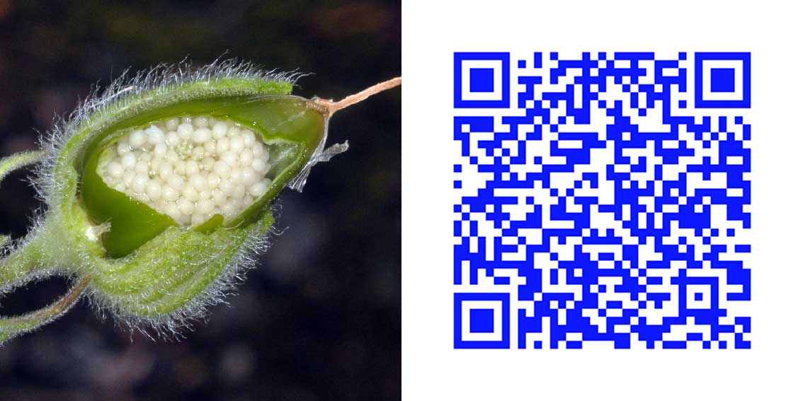 qr5_1.jpg