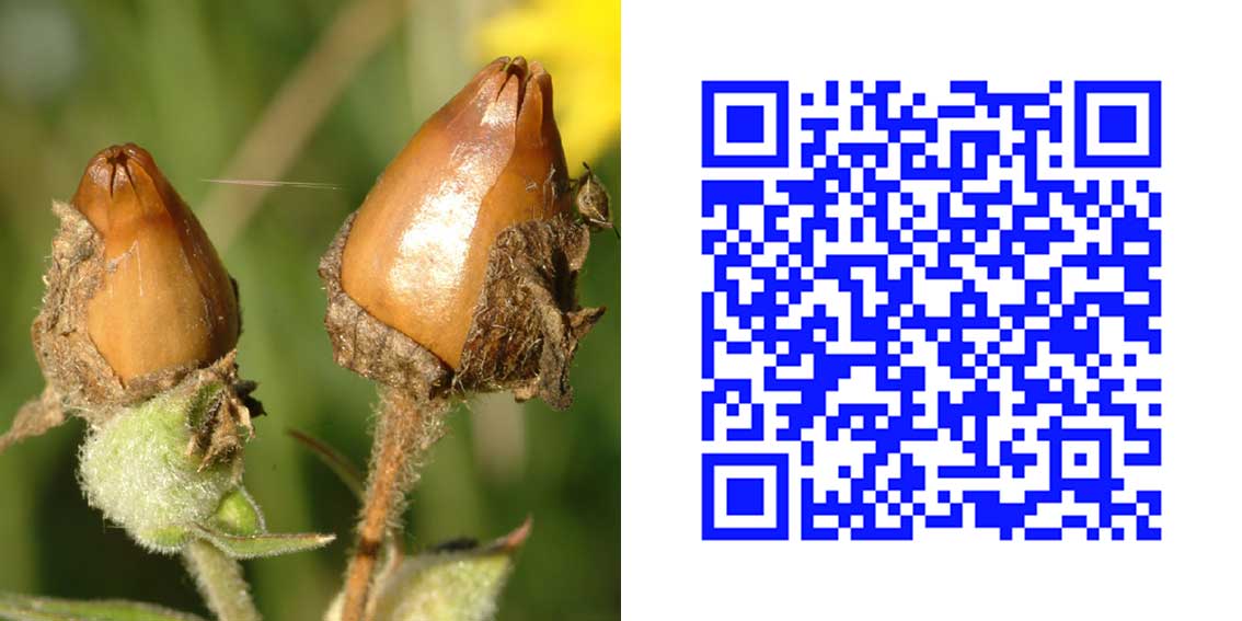 qr6_1.jpg