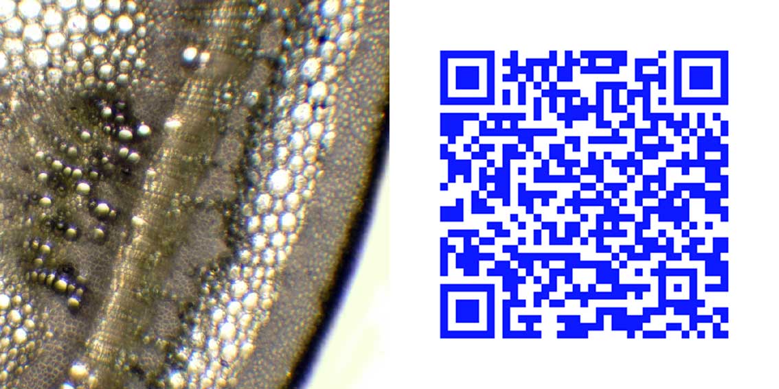 qr8_1.jpg