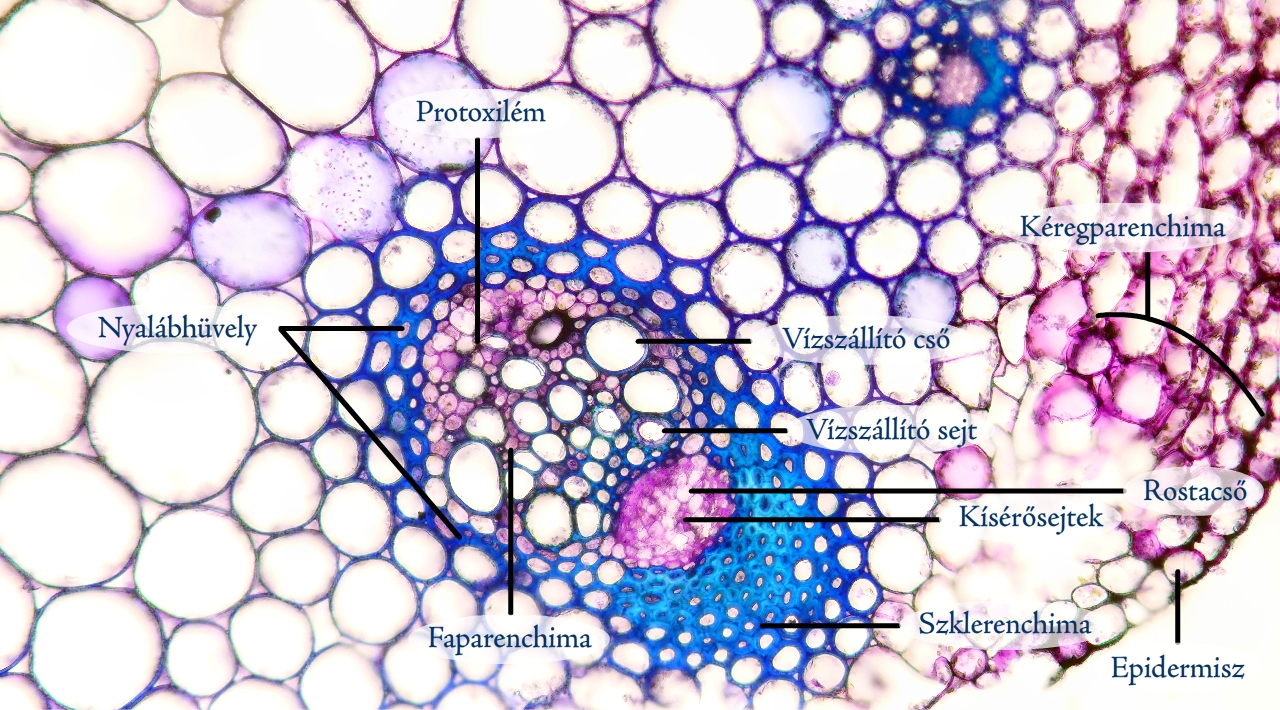 reti-bog1c.jpg