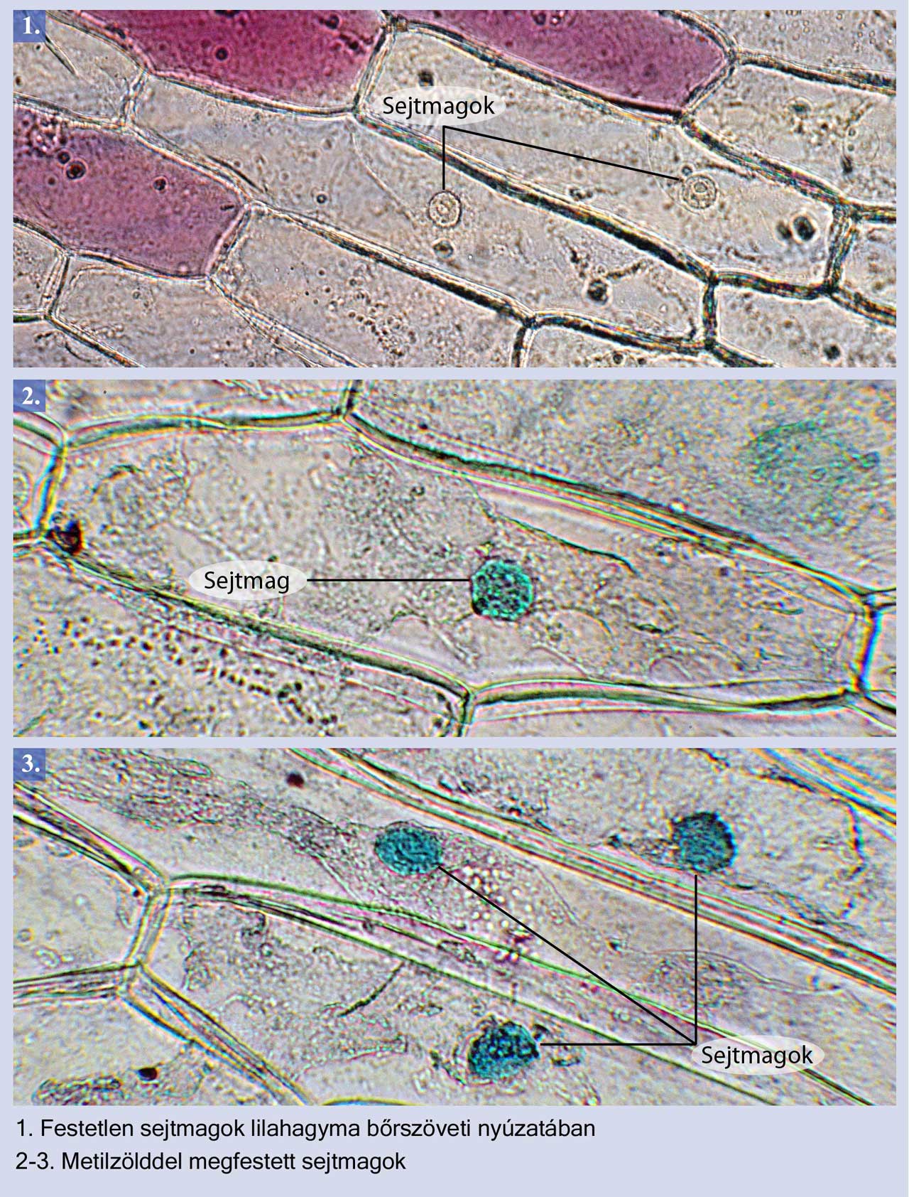 sejtmag1.jpg