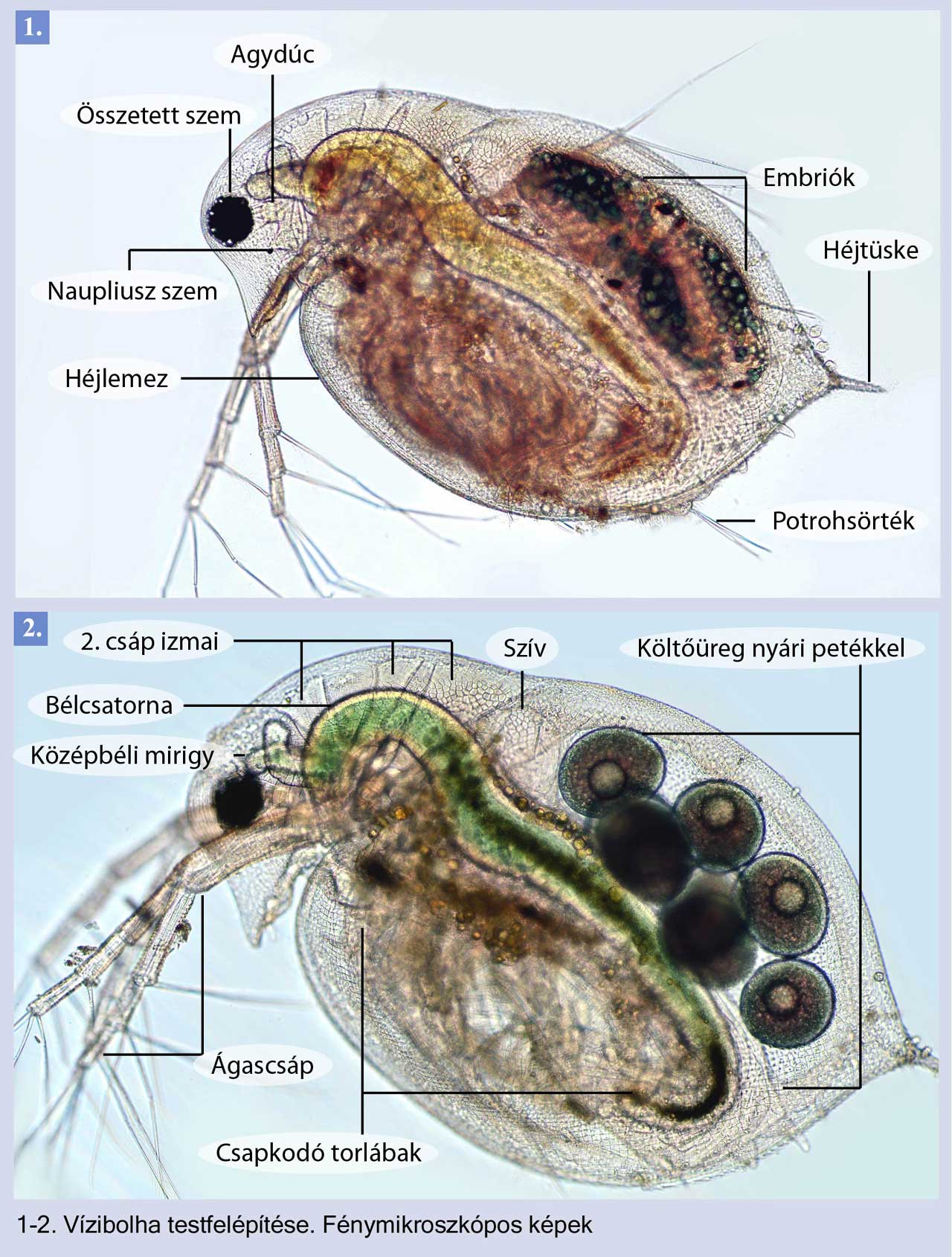 Vízibolha fénymikroszkópos vizsgálata