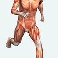 Skeletal Muscle System