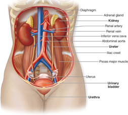 The Human Excretory System