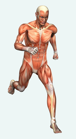 Skeletal Muscle System