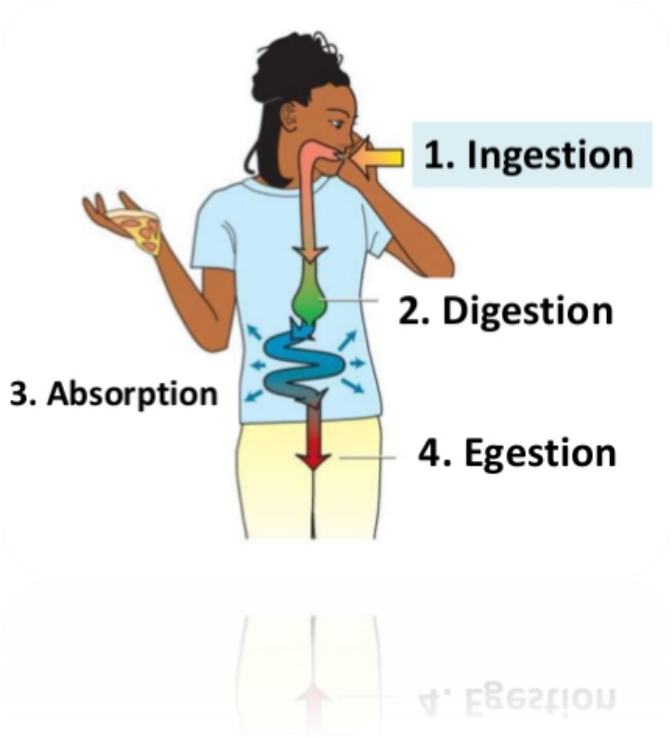 Nutrition