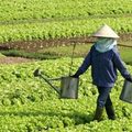 Vegyszermentes mikrobiológiai termésnövelő készítmény